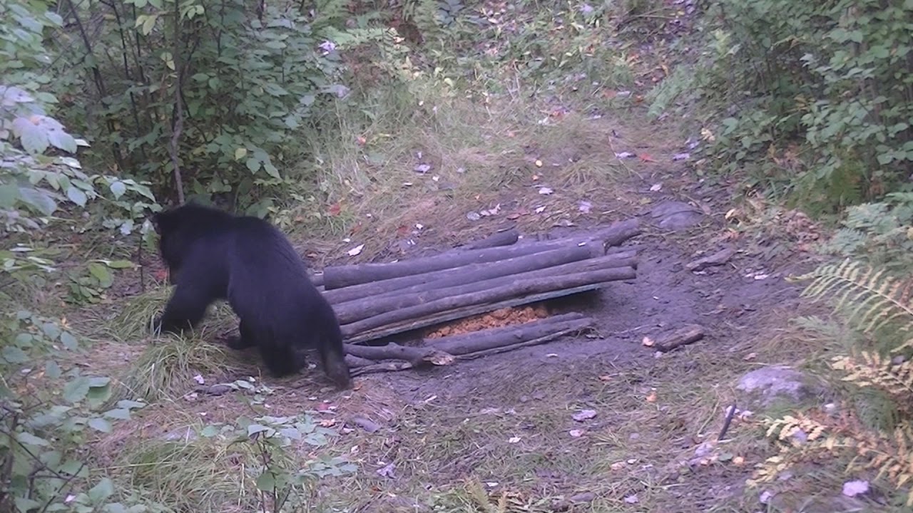 Minnesota Bear Hunt 2017 YouTube
