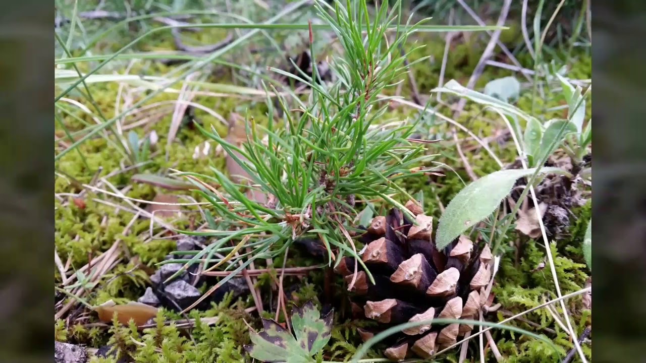 Oltu Dutlu (Lısbek) Köyü Türküsü