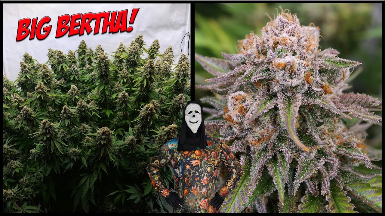 🌱 Cannabis Growlymp 🌱 Dicke Blüten aus dicken Pflanzen | Mein Weg vom Samen bis zur Monster Ernte💚✌️