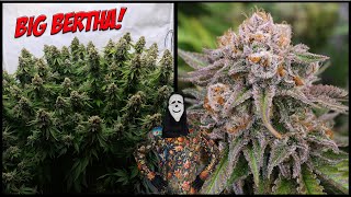 🌱 Cannabis Growlymp 🌱 Dicke Blüten aus dicken Pflanzen | Mein Weg vom Samen bis zur Monster Ernte💚✌️