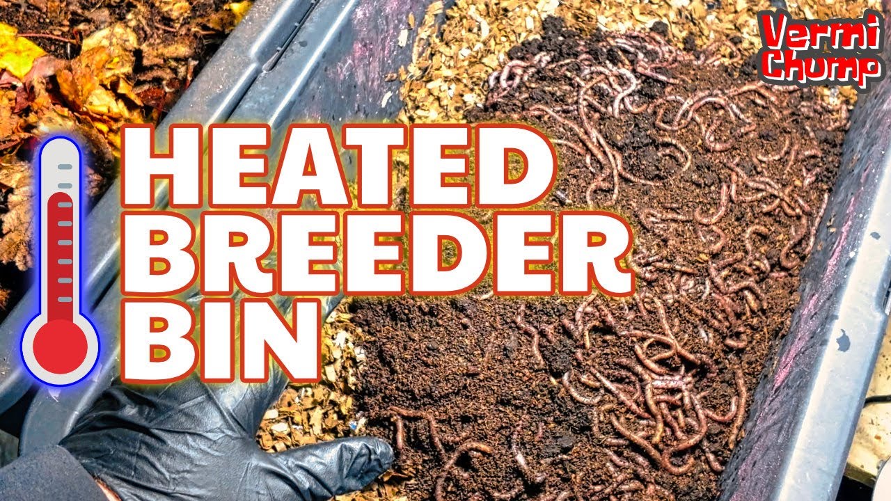 Heated Breeder Bins to Boost Your Worm Colony in Winter