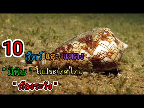 10 สัตว์และแมลงมีพิษในประเทศไทย สุดอันตรายที่คุณต้องระวัง