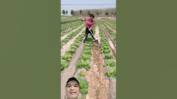 Kinh Nghiệm Trồng Bắp Cải Siêu Năng Suất #agriculture