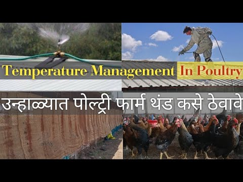 उन्हाळ्यात पोल्ट्री फार्म थंड कसे ठेवावे | शेड थंड रखने का देसी जुगाड | shed temperature management