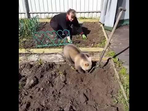 Медведь на даче