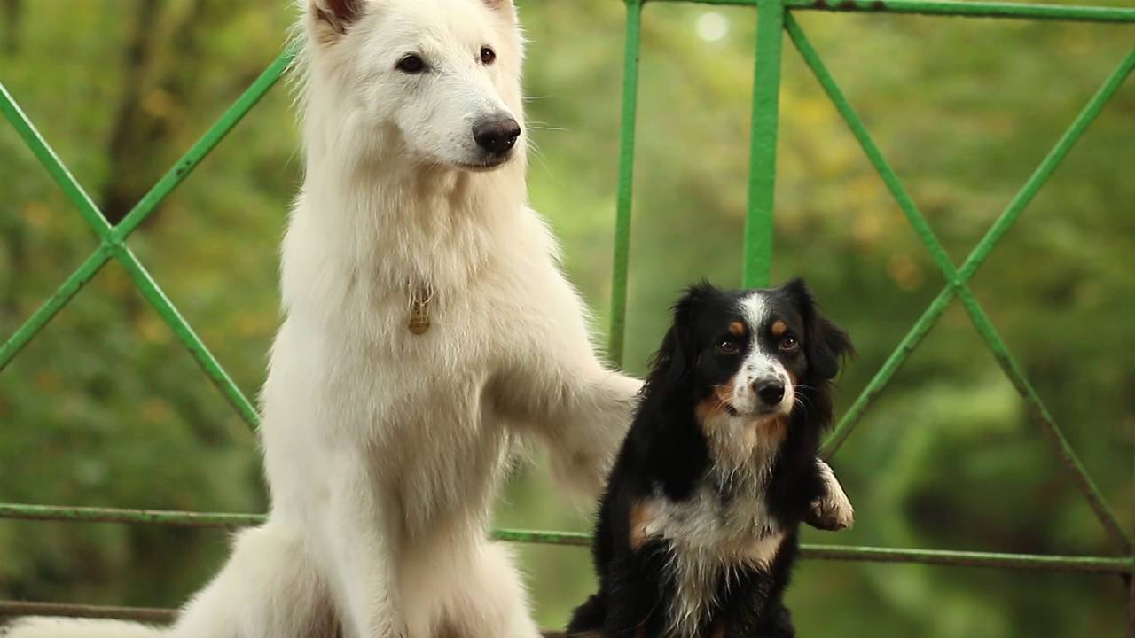 White Swiss Shepherd Ice &amp; Mini Aussie Joy | Doovi