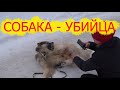 СПАСЕНИЕ СОБАКИ ОТ "ДОБРЫХ" ЛЮДЕЙ!!!