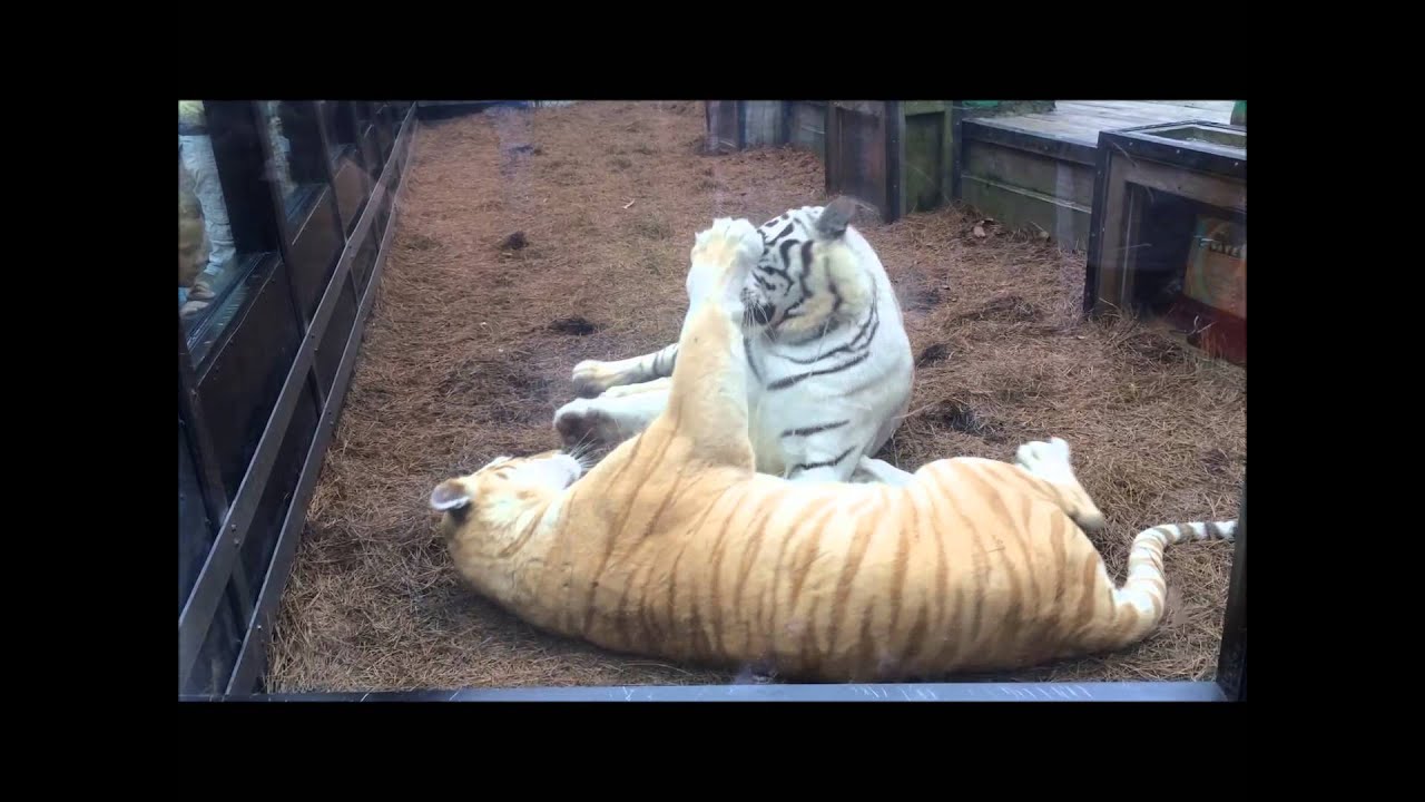White tigers at Barefoot Landing in Myrtle Beach SC YouTube