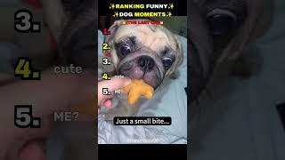 ✨Funny Dogs ✨#Ranking #viralshort #shorts