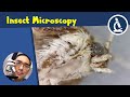 🔬 137 - 5 Tips on how to observe insects with a stereo microscope  | Amateur Science