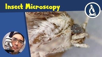 🔬 5 Tips on how to observe insects with a stereo microscope  | Amateur Science