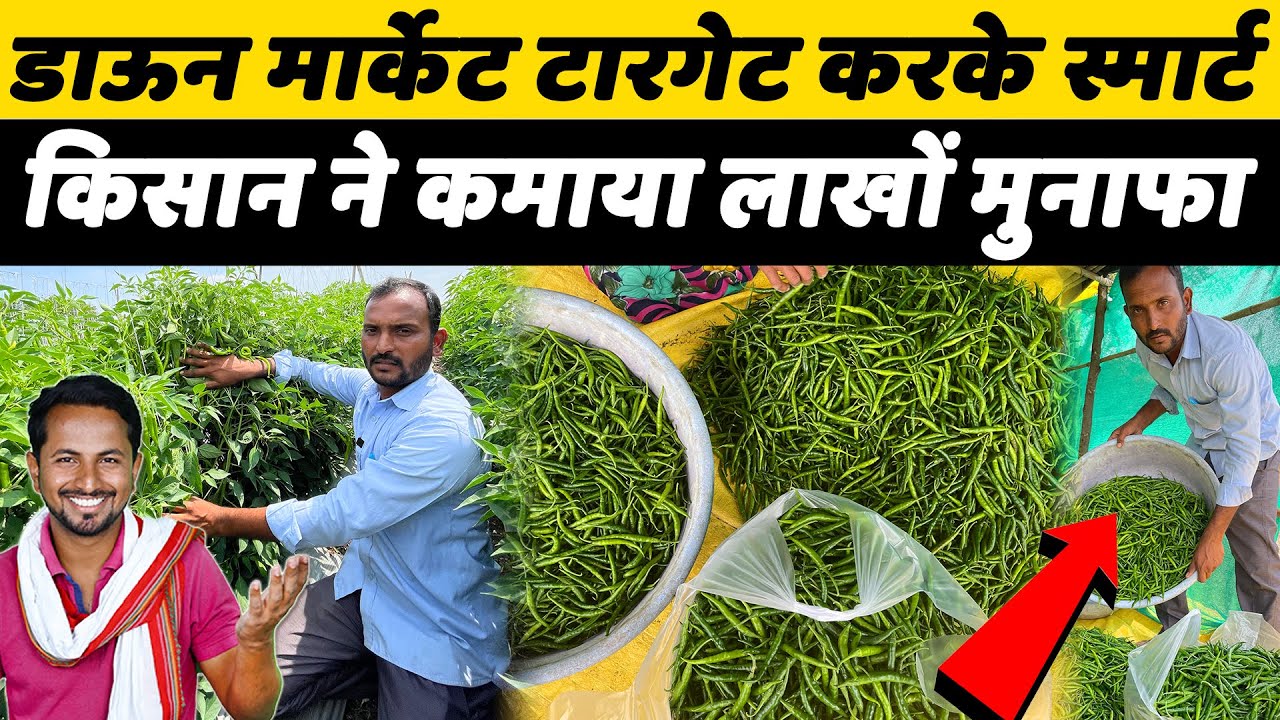 मान गए 'गुरु'👏🏼👏🏼केवल दो एकड़ मैं की चार मिर्च वैरायटीस | Chilli Farming Profit Story| Indian Farmer