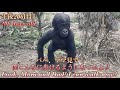 めっちゃ歩いてる!パパとママの近くを歩き回って遊ぶ赤ちゃんゴリラのサンタロウ!⭐️Gorilla【京都市動物園】