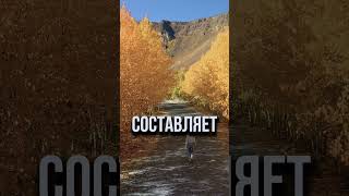 40 000 деревьев = 1 ОРГАНИЗМ! 🌿 #наука #лес #факты
