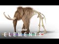 Woolly Mammoth Revival and Climate Impact Quiz