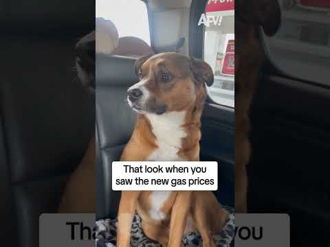 This dog has seen some things 😅 #afv #dogs #funny #shorts