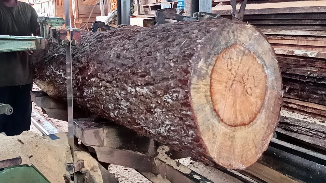 The process of sawing pine wood using benso wood – sawing pine wood ...