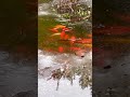 Koi Fish Pond in Winter | Relaxing Nature Sounds & Half Frozen Water 4K