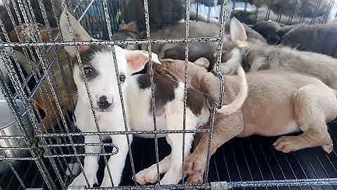 Thứ 7.29.11.2025... buổi trưa 1 giờ trời nắng nóng ở mũi tàu .. cảm ơn tấm lòng anh 2 cún con đã về 