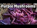 Amethyst Deceiver Mushrooms - Foraging & Cooking
