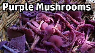 Amethyst Deceiver Mushrooms  Foraging & Cooking