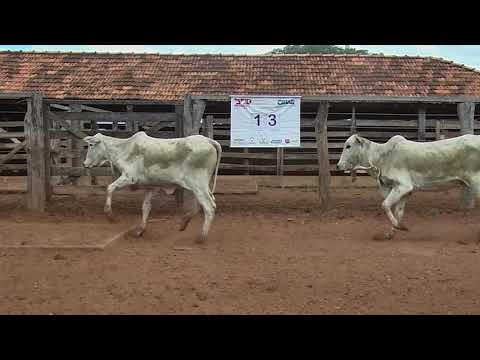 Lote 13 - Leilão Virtual Gado de Corte Avante Pecuária