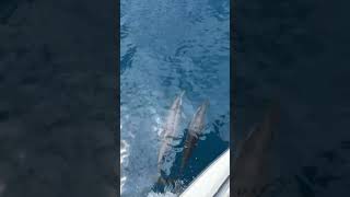 Large Pod of Dolphins Spotted During Boat Trip