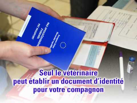 Vidéo: Comment Faire Un Passeport Pour Un Chien