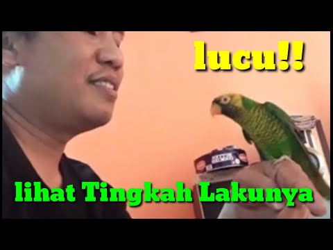 Video: Video Di Mana Burung Nuri Mengatakan: Natasha, Tutup Tingkap, Saya Sejuk