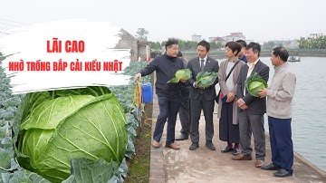 Bắp cải trồng theo công nghệ Nhật: Làm đến đâu bán hết đến đó