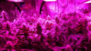 GROW SEASON 7 ( 4 weeks flower ) PLATINUM LED, REMO NUTRIENTS, MAMMOTH P