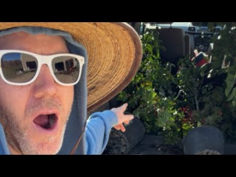 Planting a Hedgerow of Red Maple Trees (Live)