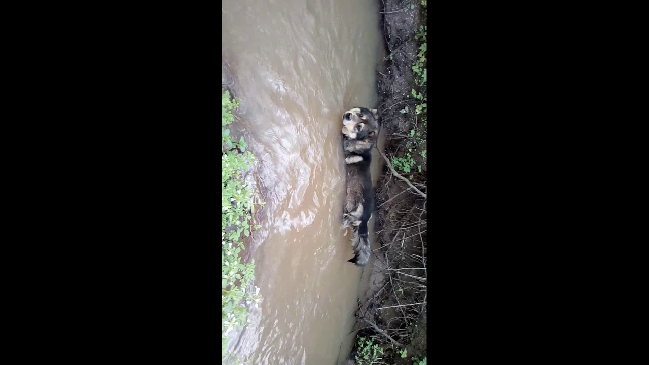 Cardámine amára - Сердечник горький