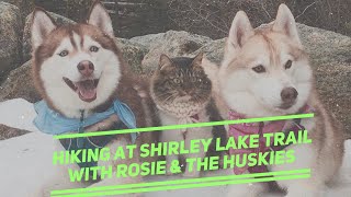 Hiking at Shirley Lake Trail with Rosie and the Huskies