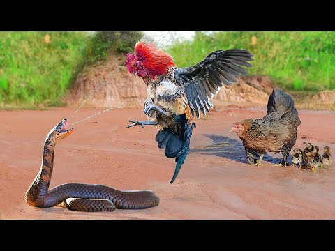 Brave Father And Mother Chicken Save Babies From Snake Attack