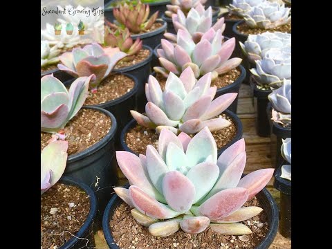 วีดีโอ: Graptoveria Succulent คืออะไร – Graptoveria Plant Care And Information