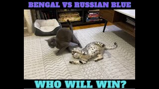 Bengal vs Russian Blue! | Who Will Win? Pt. 2 by Elsa and Dalila  1,805 views 2 years ago 2 minutes, 6 seconds