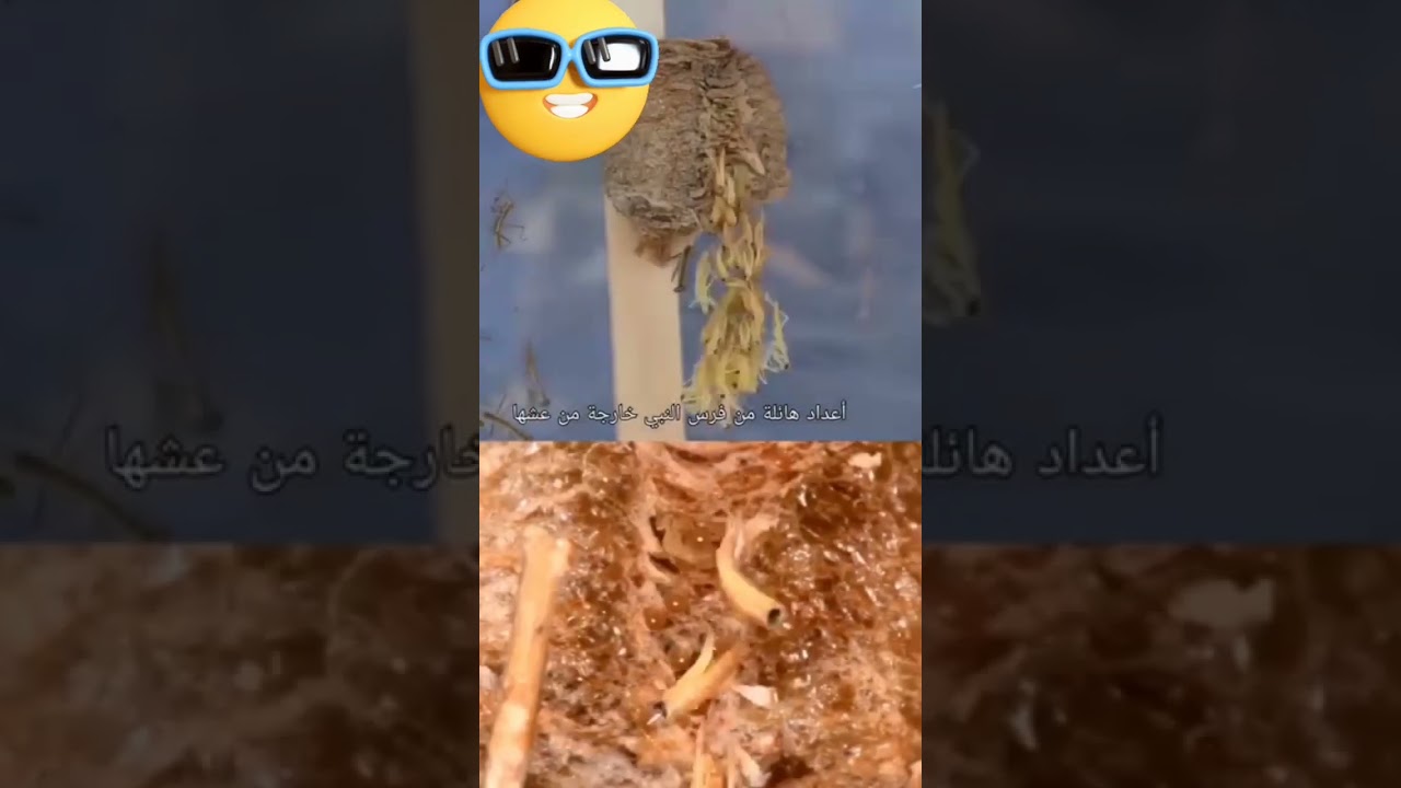 شاهد دورة حياة فرس النبي.. فيديو مذهل