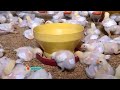 Intipin Peternakan Ayam Alami Bebas Bahan Kimia Bareng Otan | SI OTAN (17/02/21)