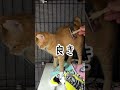 チャイさんの暮らし㉛。#保護猫