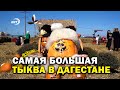 В Дагестане провели конкурс на самую большую тыкву