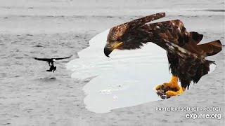 Mississippi River Flyway | Spectacular hunt of a duck by several bald eagles