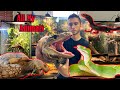 All My Animals - Giant Tortoises, Snakes, Scorpions, Monitors and Cuddles The Iguana