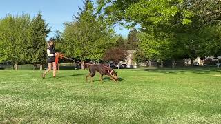 AKC Tracking: Louis on the trail!