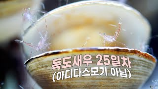 집에서 새끼 독도새우 키우기 가능?......... 하네 (독도새우 사육 ep.2)