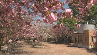 無人の「通り抜け」、桜見頃に 大阪の風物詩、今年も中止