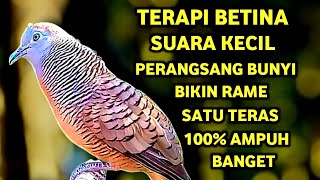 Suara Betina Birahi - Perkutut Betina Memanggil Jantan || The female turtle dove calls the male
