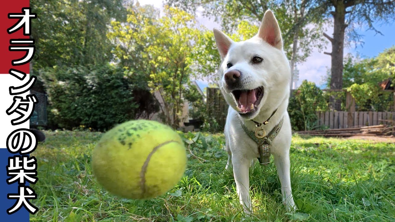 柴犬柿丸 柿丸ハウス 片付けが進んでまた少し広くなったドッグラン【オランダ / 環境音 / 4K】Kaki-Maru the Shiba Inu
