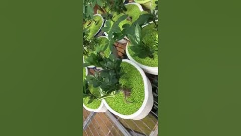 cung cấp sỉ cây may mắn tài lộc toàn quốc 0973447331