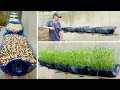 Learn Now This Simple Way To Grow Your Own Water Spinach, Harvest After Only 10 Days